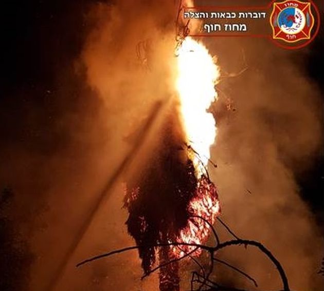 Новое явление: поджоги пальм вблизи жилых домов и припаркованных автомобилей