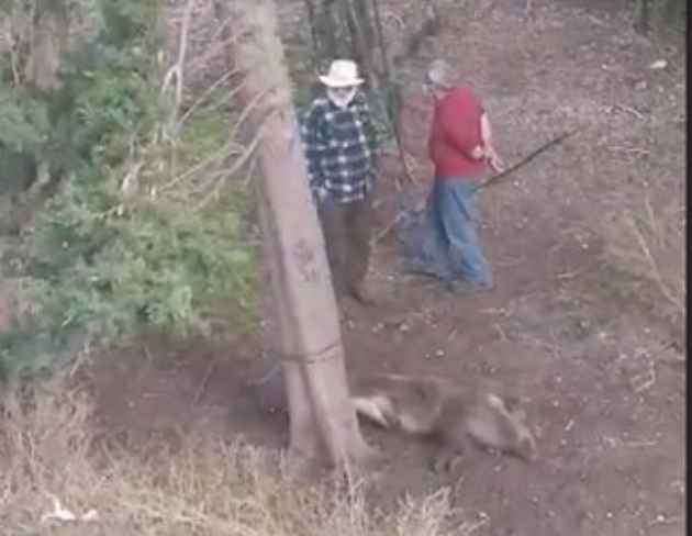 Почему в Неве-Шаанане связали и убили кабана? Теперь так всех кабанов будут убивать?