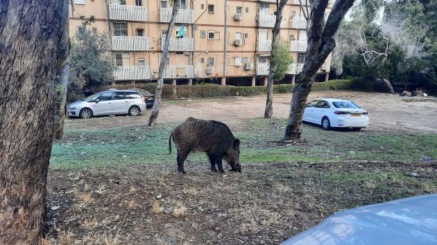 Решена судьба диких кабанов в Хайфе