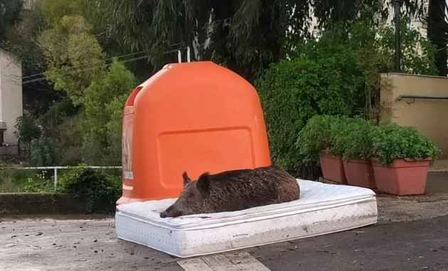 Кабаны омрачили открытие праздника