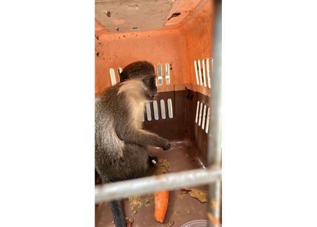 Обезьяна в беде: в Хайфе спасли дикое животное, выброшенное на произвол судьбы