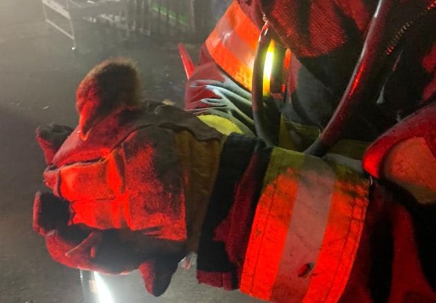 Пожар в зоомагазине на Адаре: не всех удалось спасти